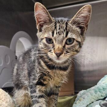 Romeo -  Domestic Short Hair Cat for Adoption in Oneonta, New York - Romeo | PetCurious