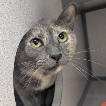 Domestic Short Hair Cats Available for Adoption in Evansville, Indiana - Daenerys | PetCurious