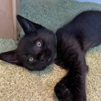 Rescue Domestic Short Hair Cats for Adoption in Pleasant Hill, California - Widget | PetCurious
