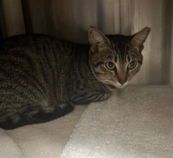 DAVID -  Domestic Short Hair Cat for Adoption in Derwood, Maryland - DAVID | PetCurious