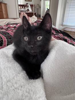 Poblano -  Domestic Short Hair Cat for Adoption in Greenbelt, Maryland - Poblano | PetCurious