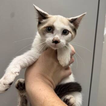 Little Bo Peep -  Domestic Short Hair Cat for Adoption in Columbiana, Alabama - Little Bo Peep | PetCurious