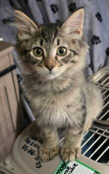Bandit -  Domestic Short Hair Cat for Adoption in Hinckley, Illinois - Bandit | PetCurious