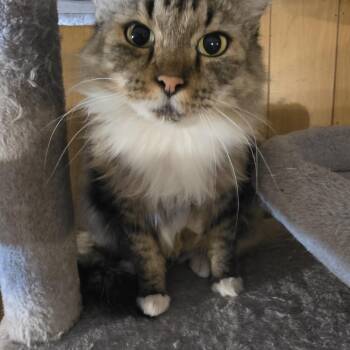 Peggy -  Tabby Cat for Adoption in Lawrenceville, Georgia - Peggy | PetCurious