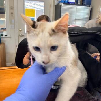 Snowflake -  Domestic Short Hair and Siamese Cat for Adoption in Redwood Valley, California - Snowflake | PetCurious