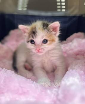 Clover -  Domestic Short Hair Cat for Adoption in Fruit Heights, Utah - Clover | PetCurious