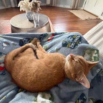 Elle -  Abyssinian and Domestic Short Hair Cat for Adoption - Elle | PetCurious