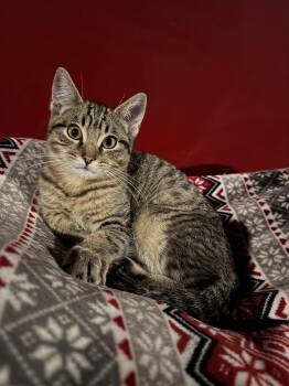 Rescue Domestic Short Hair Cats for Adoption - Chip | PetCurious