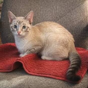 Winter and Autumn - BONDED PAIR -  Siamese and Domestic Short Hair Cat for Adoption - Winter And Autumn - BONDED PAIR | PetCurious