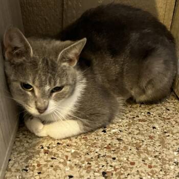 Domestic Short Hair Cats Available for Adoption in Abingdon, Maryland - 0426-110 Abbey | PetCurious