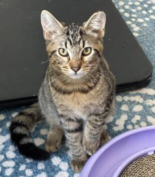Kane -  Tabby and Domestic Short Hair Cat for Adoption in Chicago, Illinois - Kane | PetCurious