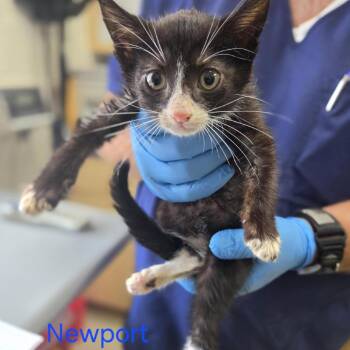Newport -  Domestic Short Hair Cat for Adoption in Windsor, Virginia - Newport | PetCurious