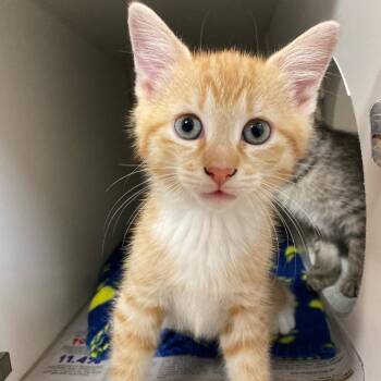 Domestic Short Hair Cats Available for Adoption - Quentin | PetCurious
