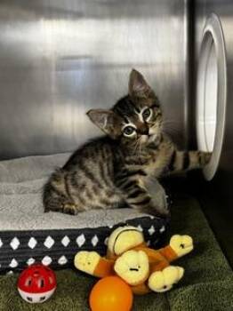 Gareth -  Domestic Short Hair Cat for Adoption in Roseville, California - Gareth | PetCurious