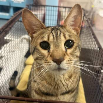Maki -  Tiger Cat for Adoption in Chicago, Illinois - Maki | PetCurious