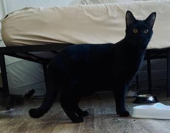 Bombay and Domestic Short Hair Cats Available for Adoption - Pedro *foster Needed*  | PetCurious