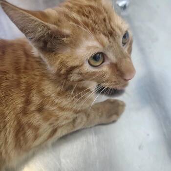 Ajax -  Domestic Short Hair Cat for Adoption in Ashtabula, Ohio - Ajax | PetCurious