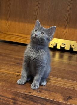 Muncher -  Domestic Short Hair Cat Available for Adoption in Hurricane, Utah - Muncher | PetCurious