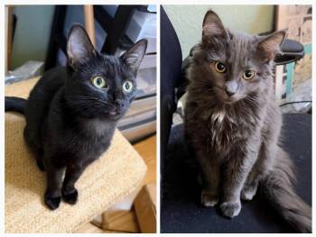 Rescue Domestic Medium Hair Cats for Adoption in Los Altos, California - Onyx & Dusty (Bonded Kitten Sisters) | PetCurious