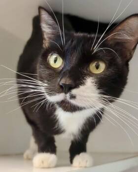 Maricopa -  Domestic Short Hair Cat for Adoption in Oakland, California - Maricopa | PetCurious