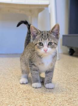 Caray -  Domestic Short Hair Cat for Adoption in Waupun, Wisconsin - Caray | PetCurious