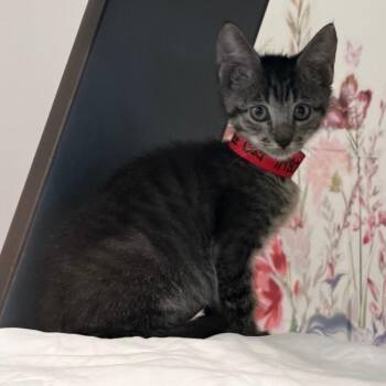 Bumblebee Bat -  Domestic Short Hair Cat Available for Adoption in West Palm Beach, Florida - Bumblebee Bat | PetCurious