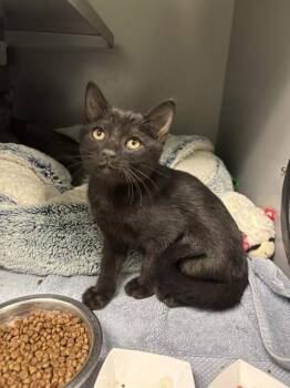 ORCHID MANTIS -  Domestic Short Hair Cat for Adoption in Leesburg, Virginia - ORCHID MANTIS | PetCurious