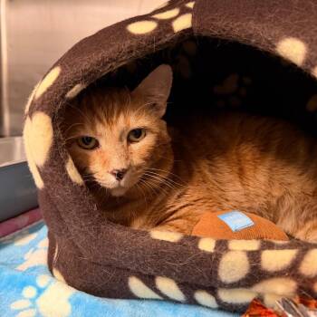 Tony the Tiger -  American Shorthair Cat for Adoption in Morgan Hill, California - Tony The Tiger | PetCurious