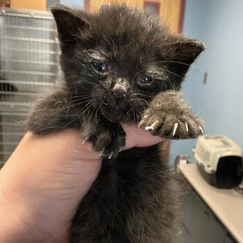 Domestic Short Hair Cats Available for Adoption - Egg | PetCurious