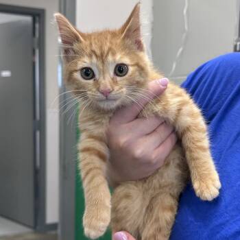 Luci -  Domestic Short Hair Cat for Adoption in Mount Vernon, Indiana - Luci | PetCurious