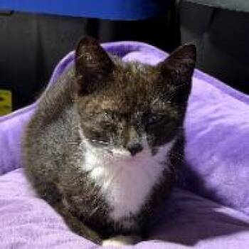 Jane -  Domestic Short Hair Cat for Adoption - Jane | PetCurious