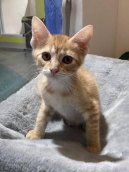 Domestic Medium Hair and Domestic Short Hair Cats Available for Adoption in New Orleans, Louisiana - Copper | PetCurious