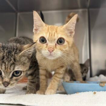 Phoebe -  Domestic Short Hair Cat for Adoption in Jupiter, Florida - Phoebe | PetCurious