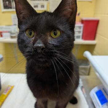 Domestic Short Hair Cats Available for Adoption - Theremin | PetCurious