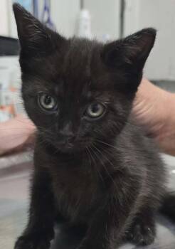 Pam -  Domestic Short Hair Cat for Adoption in Hillsdale, Indiana - Pam | PetCurious