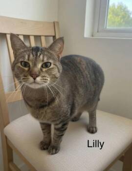Torbie and Domestic Short Hair Cats Available for Adoption in Warr Acres, Oklahoma - Lilly | PetCurious
