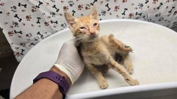 LUKE -  Domestic Short Hair Cat for Adoption in Riverside, California - LUKE | PetCurious