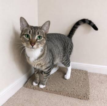 American Shorthair and Tabby Cats Available for Adoption - Arial | PetCurious