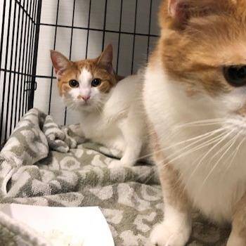 Domestic Short Hair Cats Available for Adoption - Obie | PetCurious