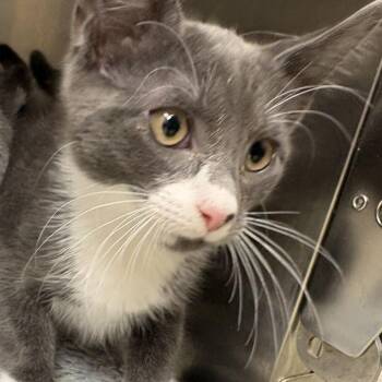 Tailpipe -  Domestic Short Hair Cat for Adoption in Gloucester, Virginia - Tailpipe | PetCurious