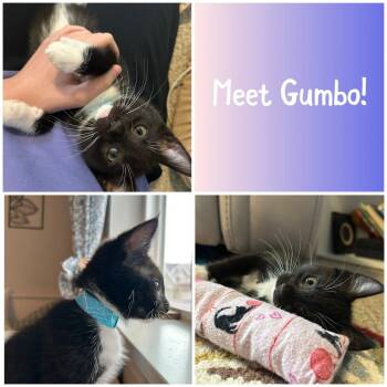 Domestic Short Hair Cats Available for Adoption in Newberg, Oregon - Gumbo | PetCurious