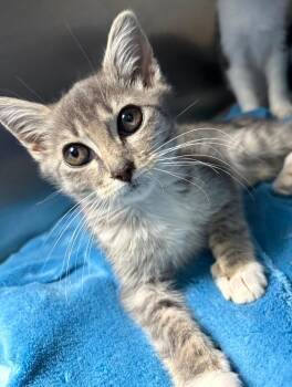Queen Bee -  Domestic Short Hair Cat for Adoption in Ellijay, Georgia - Queen Bee | PetCurious