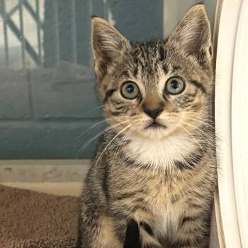 Maren -  Domestic Short Hair Cat for Adoption in East Hanover, New Jersey - Maren | PetCurious