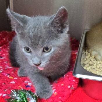 Lenny 26-0483 -  Domestic Short Hair Cat for Adoption in Yanceyville, North Carolina - Lenny 26-0483 | PetCurious