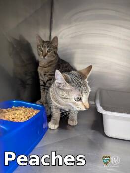 Peaches -  Domestic Short Hair Cat for Adoption in Rocky Mount, North Carolina - Peaches | PetCurious