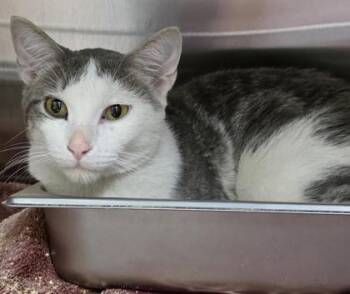 Fredrick -  Domestic Short Hair Cat for Adoption in Dubuque, Iowa - Fredrick | PetCurious