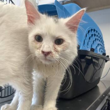 Domestic Medium Hair Cats Available for Adoption in Edwardsville, Illinois - Fondue | PetCurious