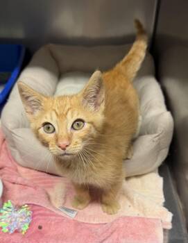 KITTEN COLONEL MUSTARD -- Visit Me At Vet Med Center -  Domestic Short Hair Cat for Adoption in Alpharetta, Georgia - KITTEN COLONEL MUSTARD -- Visit Me At Vet Med Center | PetCurious