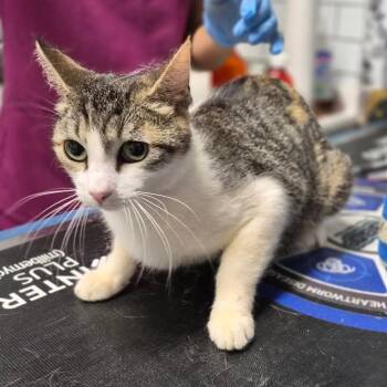 Domestic Short Hair Cats Available for Adoption in Wahiawa, Hawaii - Biscotti | PetCurious