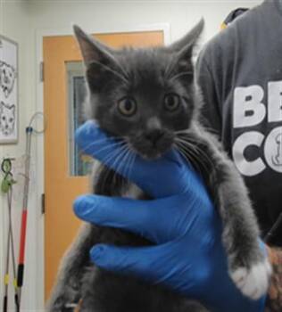 HARRY -  Domestic Medium Hair Cat for Adoption in Albuquerque, New Mexico - HARRY | PetCurious